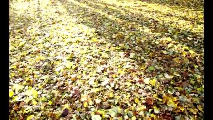 相机在秋天森林的草地上滑行晨风吹落落叶在地面上黄色，而升起的阳光照耀着树木