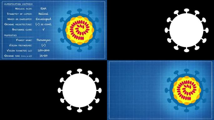 副粘病毒病毒分类标准和性质