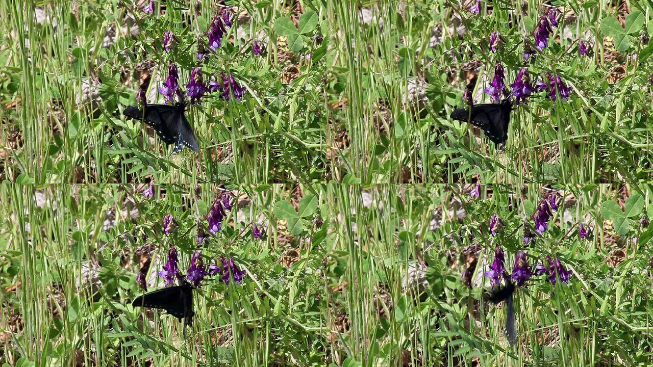 黑蝴蝶降落在紫色羽扇形花上