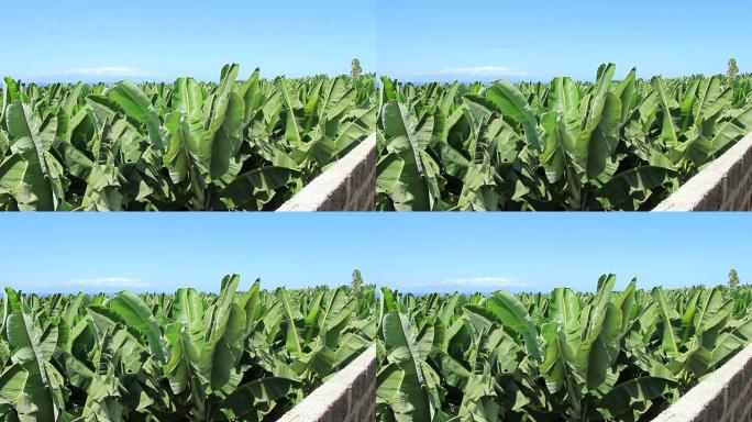 特内里费岛南部的香蕉种植园。西班牙加那利群岛。