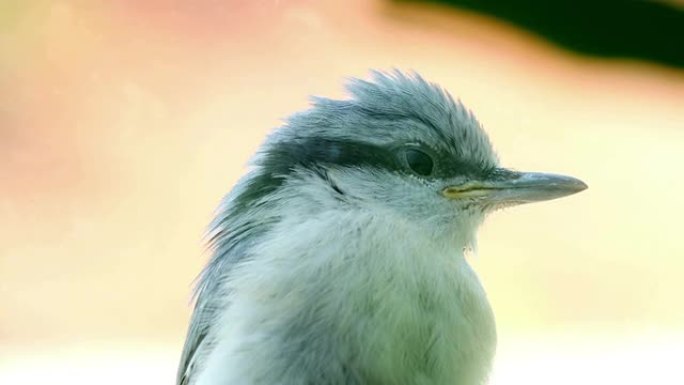 Nuthatch坐在窗户附近窥视