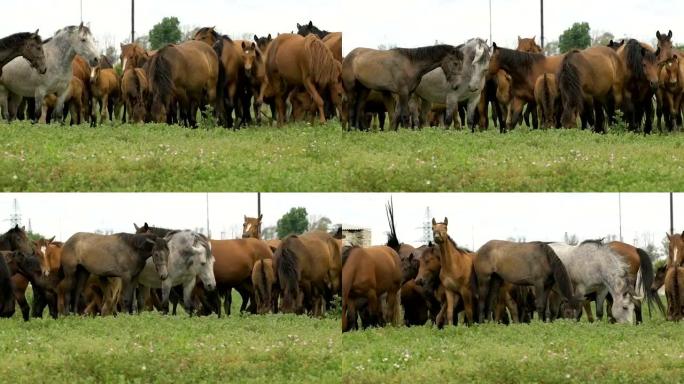 俄罗斯大草原上的马群
