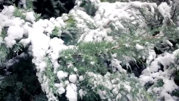 被雪覆盖的崖柏树枝。初雪