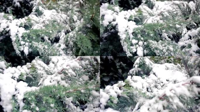 被雪覆盖的崖柏树枝。初雪