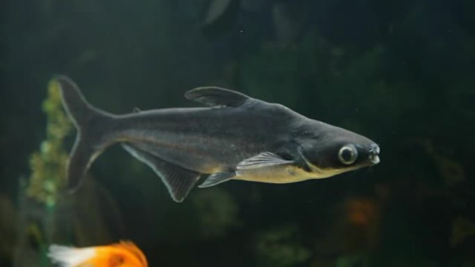 鱼漂浮在水族馆中