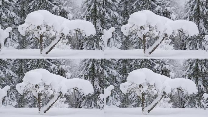森林里被雪覆盖的树木