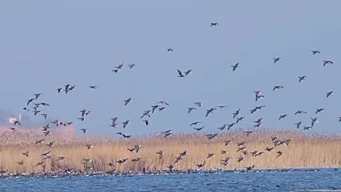 许多鹅在湖中飞翔和降落