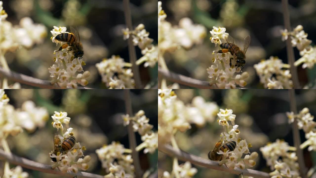 蜂花dop慢动作