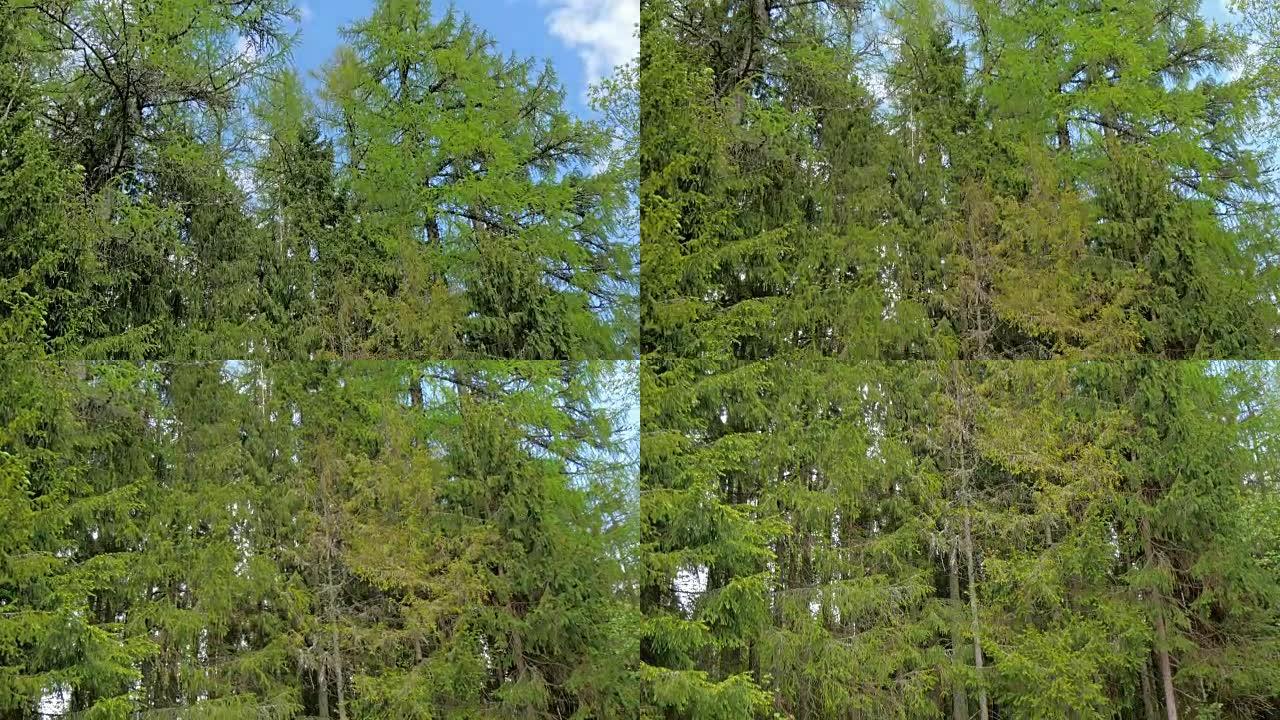 森林中的绿色高树