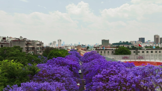 蓝花楹开满街道两侧