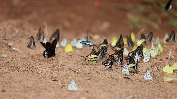 地上的蝴蝶群 (普通的Jay，Graphium antipates itamputi (Butler