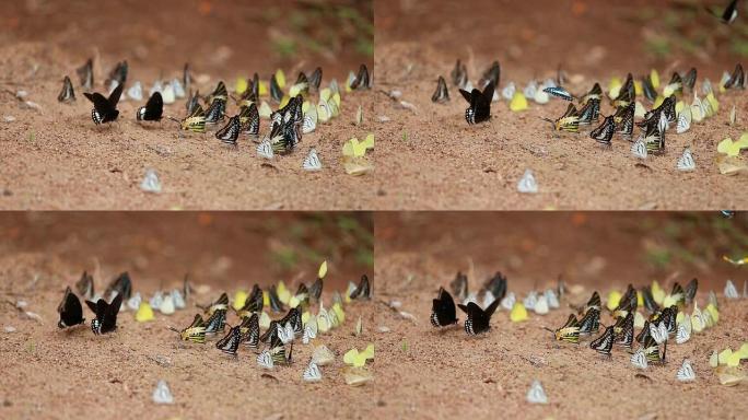 地上的蝴蝶群 (普通的Jay，Graphium antipates itamputi (Butler