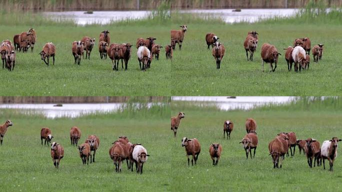 奥地利的山羊和绵羊群