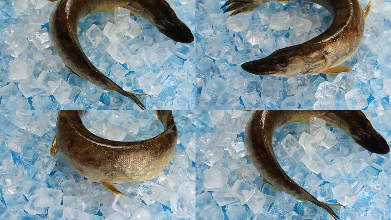 鱼在转盘上的冰上梭鱼。