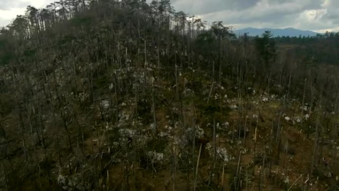 空中高清: 自然森林灾害的视图
