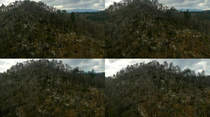 空中高清: 自然森林灾害的视图