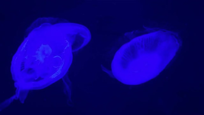 水母夜灯Magento在蓝色背景水上