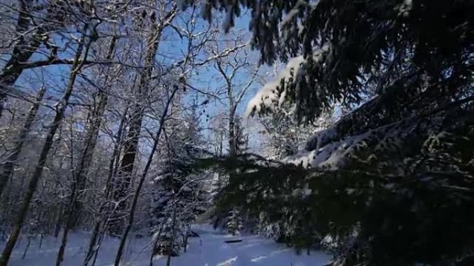 冬季白天，积雪公园树木间的路径运动