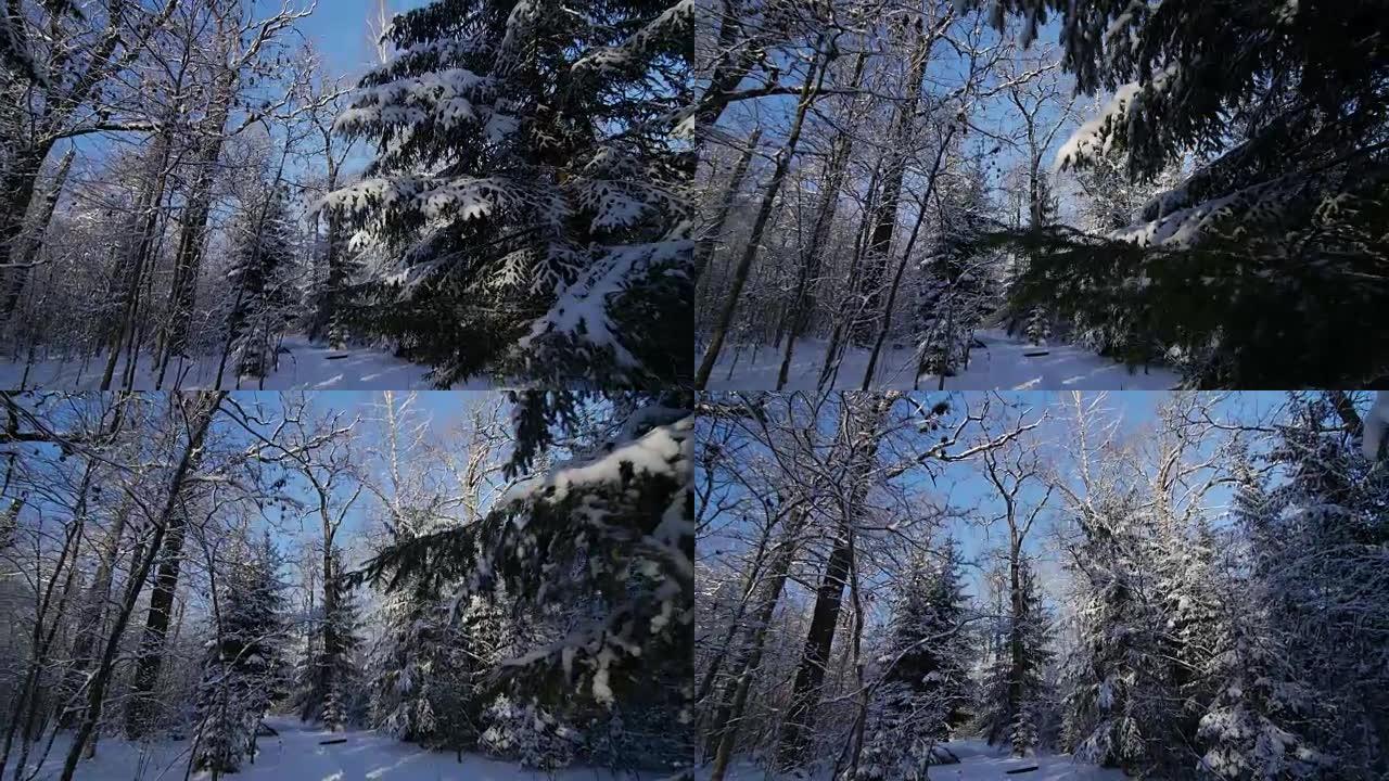 冬季白天，积雪公园树木间的路径运动