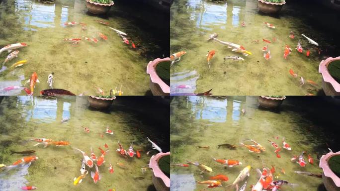 锦鲤在水塘花园游泳。五颜六色的鲤鱼