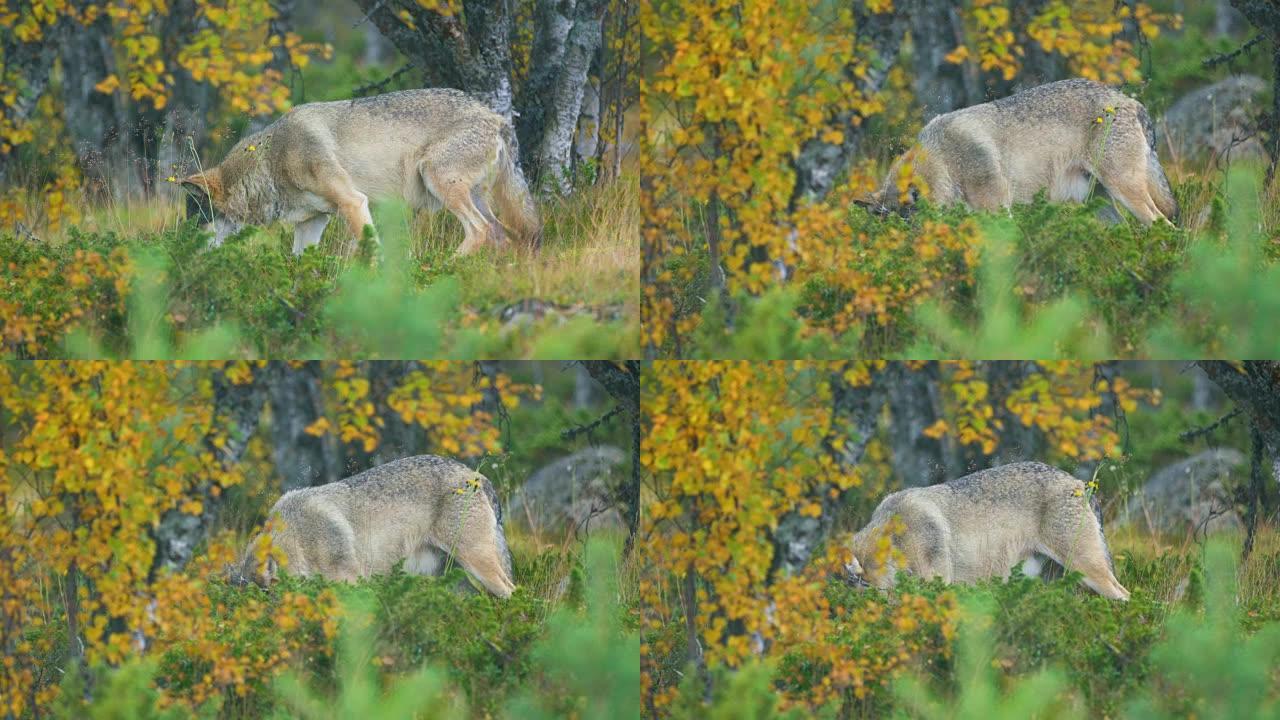 美丽的灰狼在草地上照顾食物
