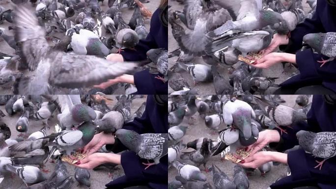 许多鸽子都在用手吃东西