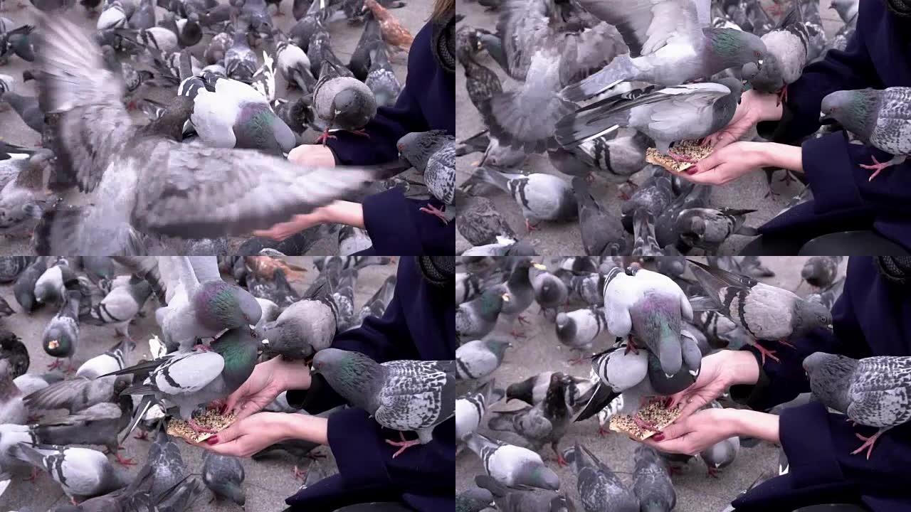 许多鸽子都在用手吃东西