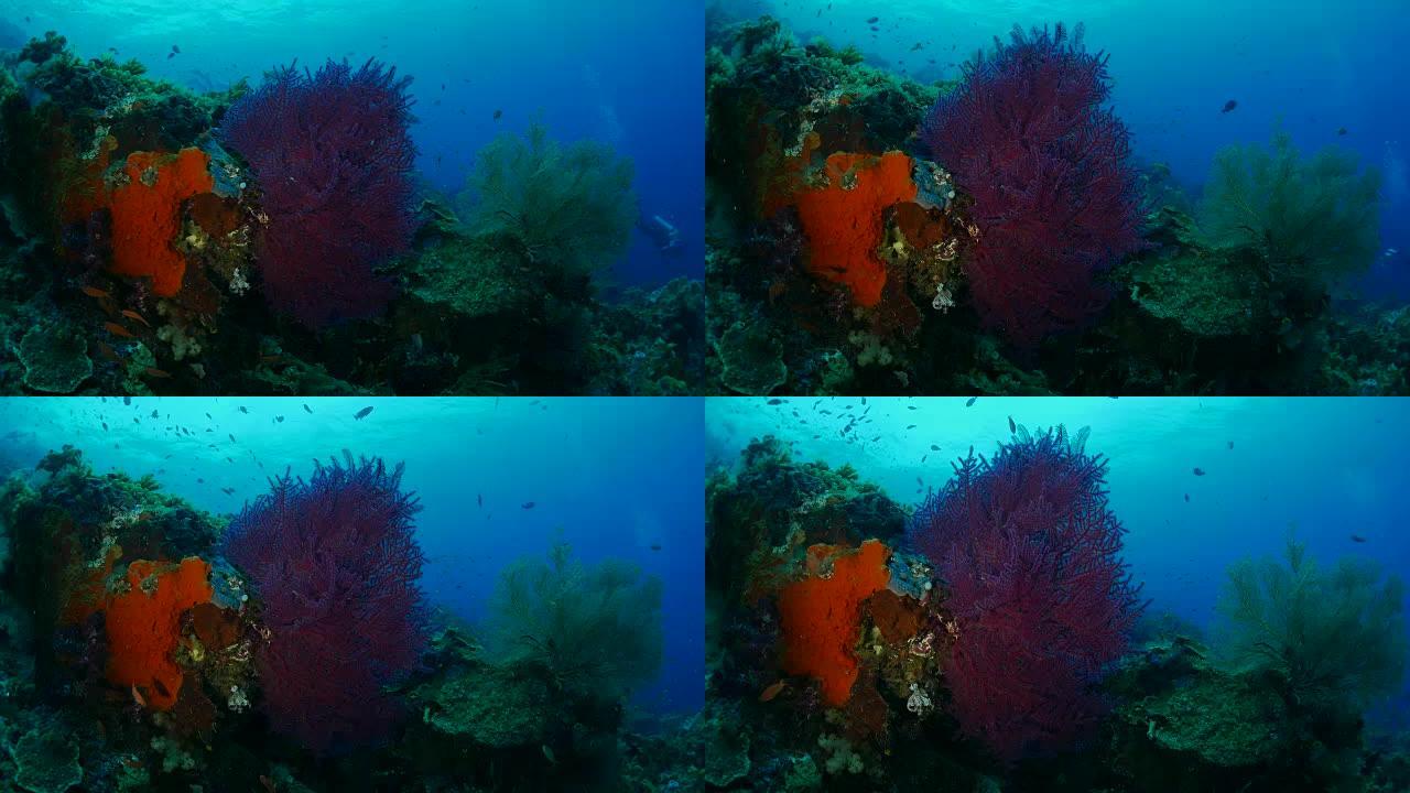 紫戈尔贡珊瑚 (海扇)