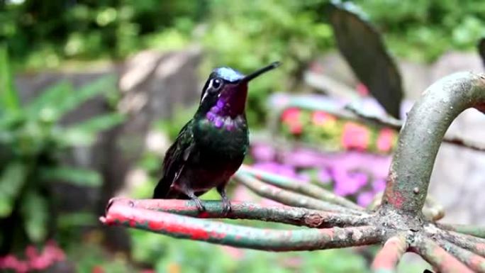 栖息的蜂鸟 (紫喉山宝石) 环顾四周