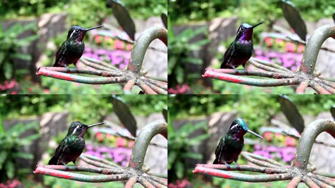 栖息的蜂鸟 (紫喉山宝石) 环顾四周