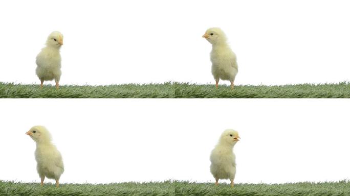 站在草地上的小鸡鸣叫