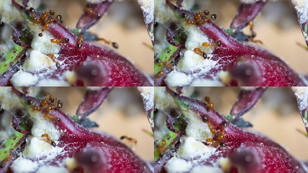 Rosella果蚁会产生白网并使植物病害。
