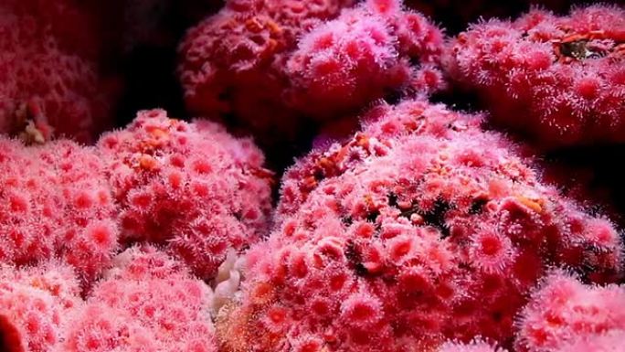 水下海洋生物，粉红海葵