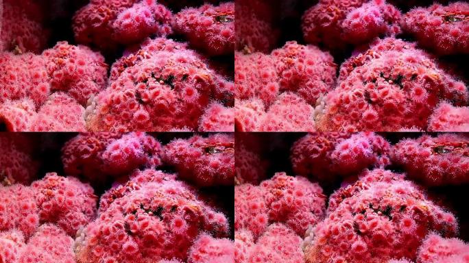 水下海洋生物，粉红海葵