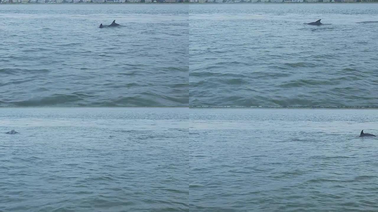 海豚在海上游泳和浮出水面