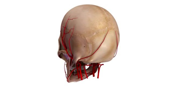 韧带和动脉的人类头骨