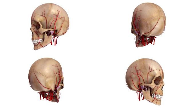 韧带和动脉的人类头骨