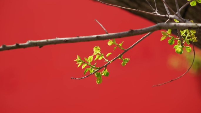 红墙和春天的树枝嫩叶