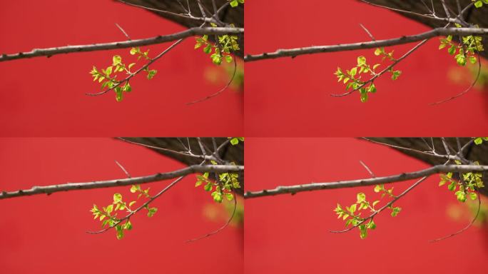 红墙和春天的树枝嫩叶