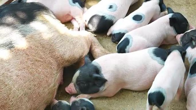 在现代农场哺乳的初生饥饿小猪。