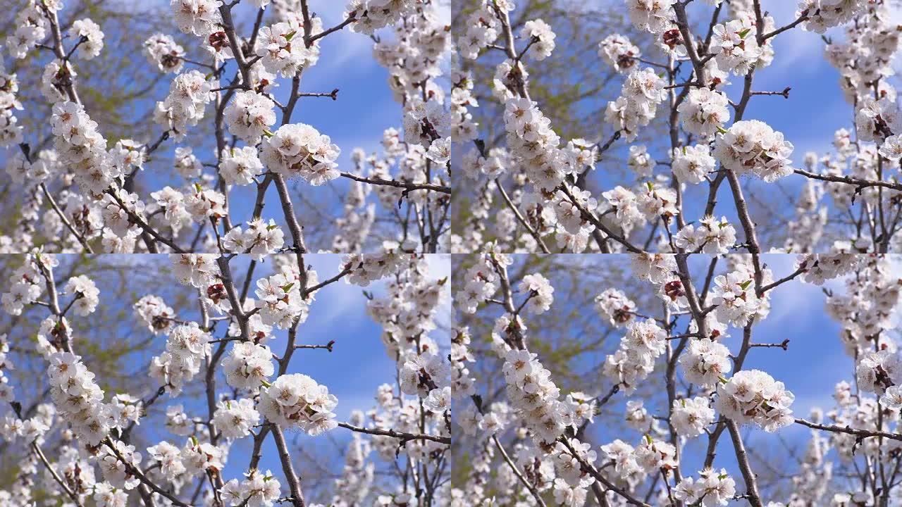 一棵开花的杏树。昆虫给花授粉。镜头剪辑4K，UHD，超高清