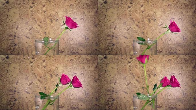 红玫瑰慢慢落在花瓶里，蹦蹦跳跳，慢动作