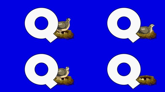 字母Q和鹌鹑 (背景)