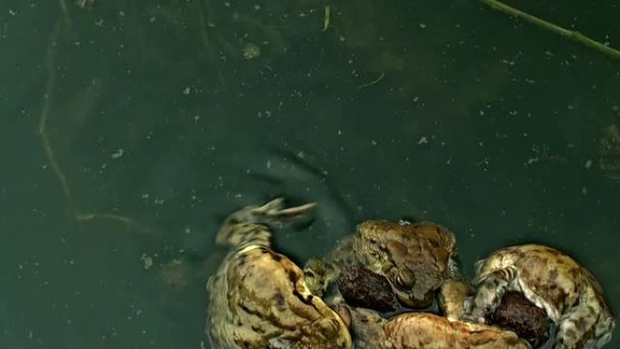 漂浮在池塘上的丛生青蛙