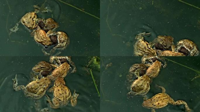 漂浮在池塘上的丛生青蛙