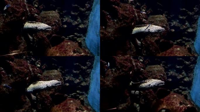 水族馆中的海鳗豹鳗