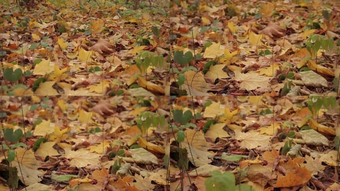 秋天的森林，地面上的黄色叶子