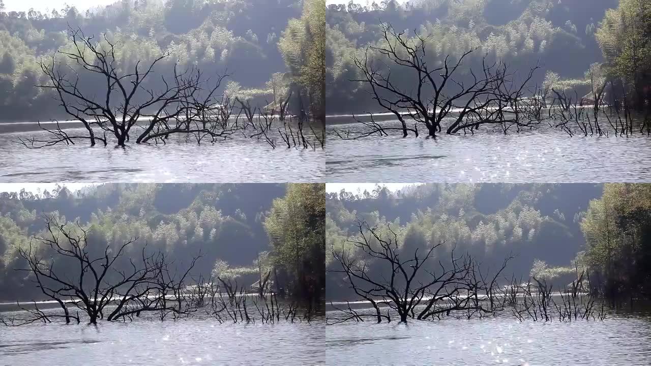 湖中的枯树