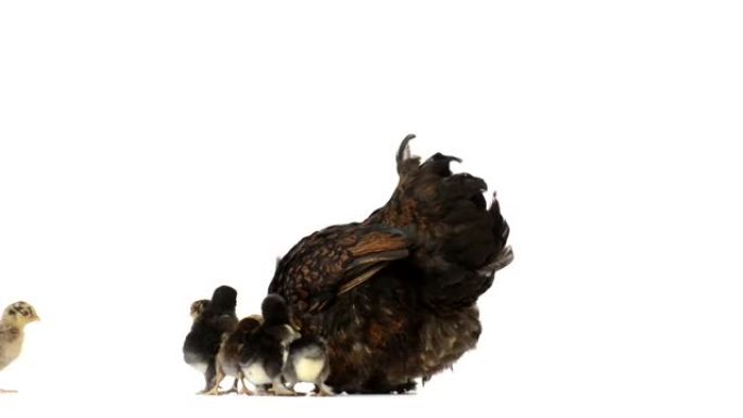 小鸡加入他们的母亲
