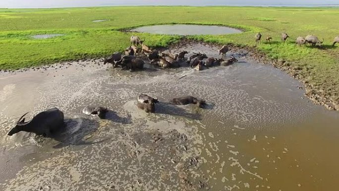 泥塘沼泽中的水牛